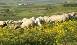 Sheeps are feeding in the landscape