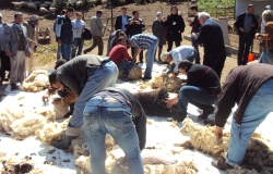 Des éleveurs sont en train de tondre les moutons en Tunisie