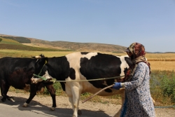 Une femme éleveur au Liban