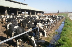 Cows are drinking some water